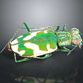 Green and White Tiger Beetle With Metallic Sheen And Long Legs On Dark Background