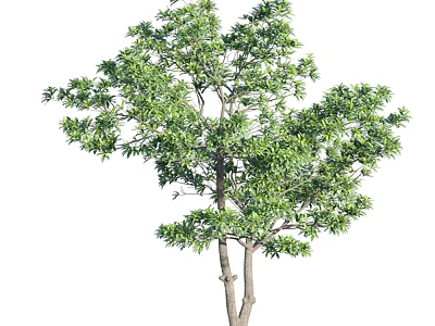 Lush Green Arbor With Dense Foliage And Strong Trunk In Natural Environment 3d model