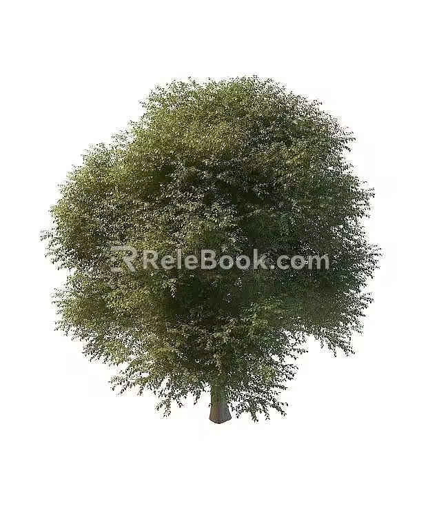 locust tree 3d model
