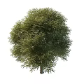 locust tree 3d model