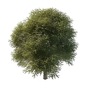 locust tree 3d model