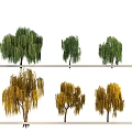 Green and Yellow Willow Trees with Different Foliage Colors Displayed in Two Rows