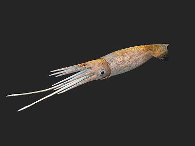 Realistic Brown Squid With Long Tentacles And Smooth Body On Dark Background 3d model