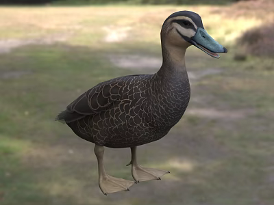 Brown Wild Duck With Blue Green Beak And Detailed Feather Pattern In Natural Grassland 3d model