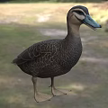 Brown Wild Duck With Blue Green Beak And Detailed Feather Pattern In Natural Grassland