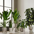 Indoor Potted Plants With Green Leafy Varieties In White Planters For Home Decor