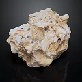 Natural Stone Specimen With Shell Imprints And Rough Light Beige Surface 3d model