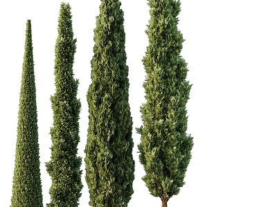 Tall Conical Evergreen Arbor Collection With Lush Green Foliage And Upright Shapes 3d model