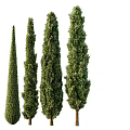 Tall Conical Evergreen Arbor Collection With Lush Green Foliage And Upright Shapes