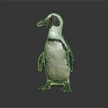 Standing Penguin With Black And White Feathers Isolated On Dark Background