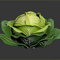Fresh Cabbage With Vibrant Green Leaves And Crisp Texture On Dark Background
