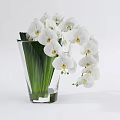 Elegant Transparent Glass Vase With White Orchids And Green Leaves For Home Decor