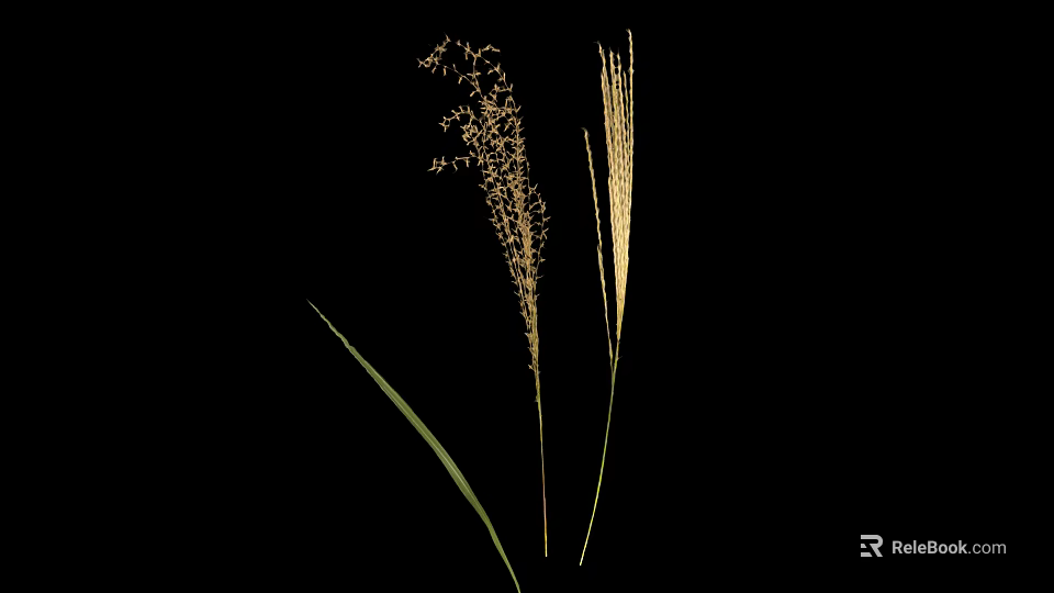 Two Plants With Slender Stems Spike Like Tops And Long Leaves On Black Background 3d model 