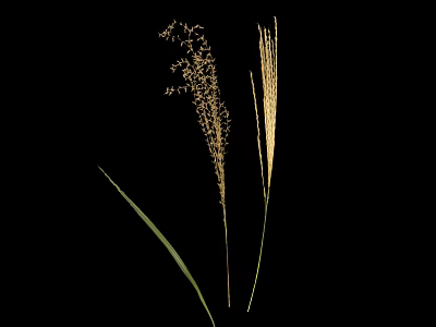 Two Plants With Slender Stems Spike Like Tops And Long Leaves On Black Background 3d model