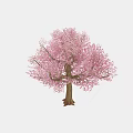 Vibrant Pink Blossom Tree With Brown Trunk And Lush Flowering Branches