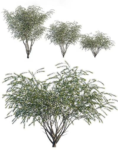 Ornamental Arbor with Lush Green Foliage and Multiple Trunks in Natural Setting 3d model