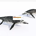 Lifelike Two Black And White Reptile Models With Streamlined Body Design