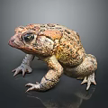 Frog Poison Frog Game Frog Reptile Cold Blooded Animal Reptile 3d model