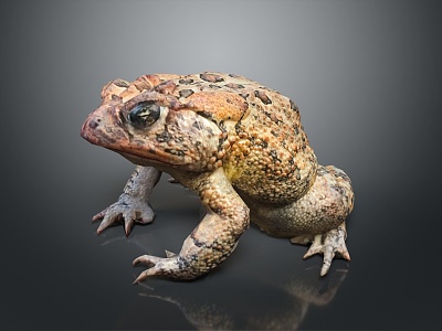 Frog Poison Frog Game Frog Reptile Cold Blooded Animal Reptile 3d model