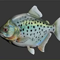 Colorful Spotted Fish With Red Eyes And Metallic Sheen On Dark Background