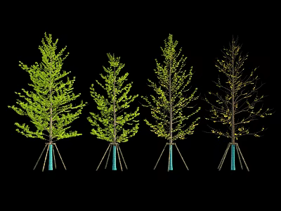 Four Arbor Trees in Different Foliage States with Blue Tripod Supports on Black Background 3d model