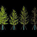 Four Arbor Trees in Different Foliage States with Blue Tripod Supports on Black Background