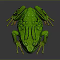 Green Frog With Large Black Eyes Bumpy Textured Skin And Outstretched Limbs On Dark Background