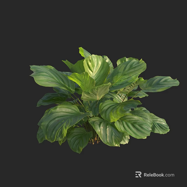 Green Houseplant With Lush Foliage And Large Broad Leaves Against Dark Background 3d model 