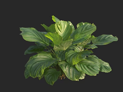 Green Houseplant With Lush Foliage And Large Broad Leaves Against Dark Background 3d model