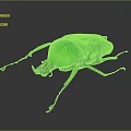 Vibrant Green Flying Beetle with Shiny Exoskeleton Detailed Legs and Dark Background