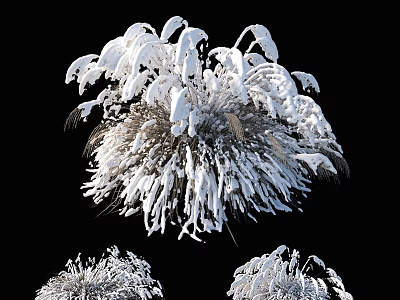 Frosted Chrysanthemum Flowers With White Fluffy Petals And Delicate Structure 3d model