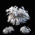 Frosted Chrysanthemum Flowers With White Fluffy Petals And Delicate Structure