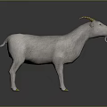 White Horned Goat Standing on Dark Reflective Surface Against Gradient Gray Background 3d model