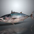 Tuna Fish Showing Shiny Silver Blue Skin Large Eyes Open Mouth on Gray Background