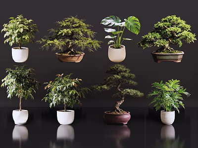 Various Bonsai Potted Plants with Decorative Ceramic Pots and Lush Green Foliage 3d model
