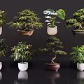 Various Bonsai Potted Plants with Decorative Ceramic Pots and Lush Green Foliage