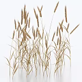Natural Dried Grass Stems With Withered Leaves Arranged On White Background