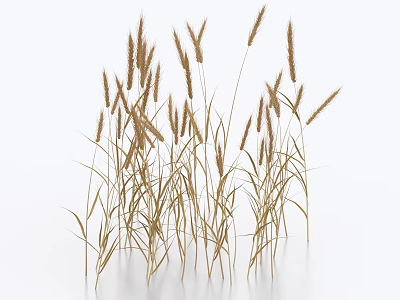 Natural Dried Grass Stems With Withered Leaves Arranged On White Background 3d model