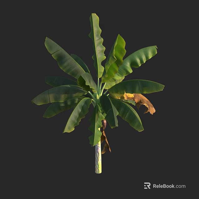 Banana Tree With Large Green Leaves Banana Fruits Brown Tips And Trunk 3d model 