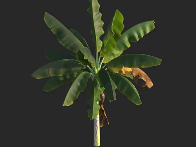 Banana Tree With Large Green Leaves Banana Fruits Brown Tips And Trunk 3d model