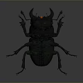 Dark Blue Iridescent Beetle With Detailed Body Structure Legs And Antennae On Grey Gradient Background