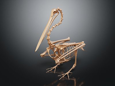 modern skeleton bird skeleton animal skeleton 3d model