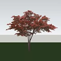 red maple tree 3d model