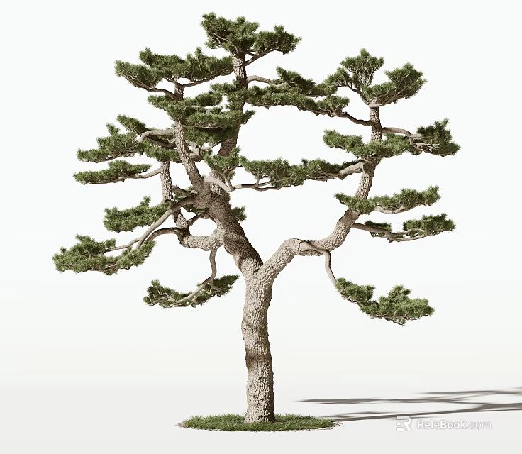 Elegant Pine Tree With Curved Branches Textured Trunk And Lush Green Foliage 3d model 