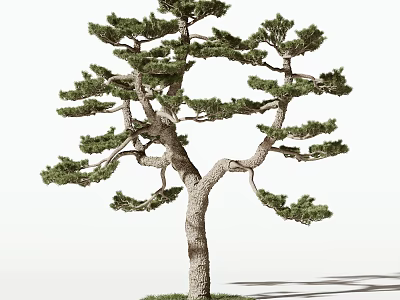 Elegant Pine Tree With Curved Branches Textured Trunk And Lush Green Foliage 3d model