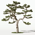 Elegant Pine Tree With Curved Branches Textured Trunk And Lush Green Foliage