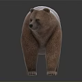 Realistic Brown Bear Full Body Standing on Black Background with Reflection