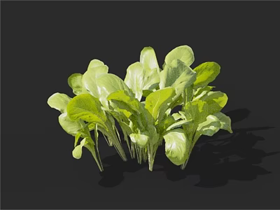 Fresh Organic Green Leafy Vegetables With Crisp Stems And Vibrant Leaves 3d model