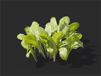 Fresh Organic Green Leafy Vegetables With Crisp Stems And Vibrant Leaves 3d model