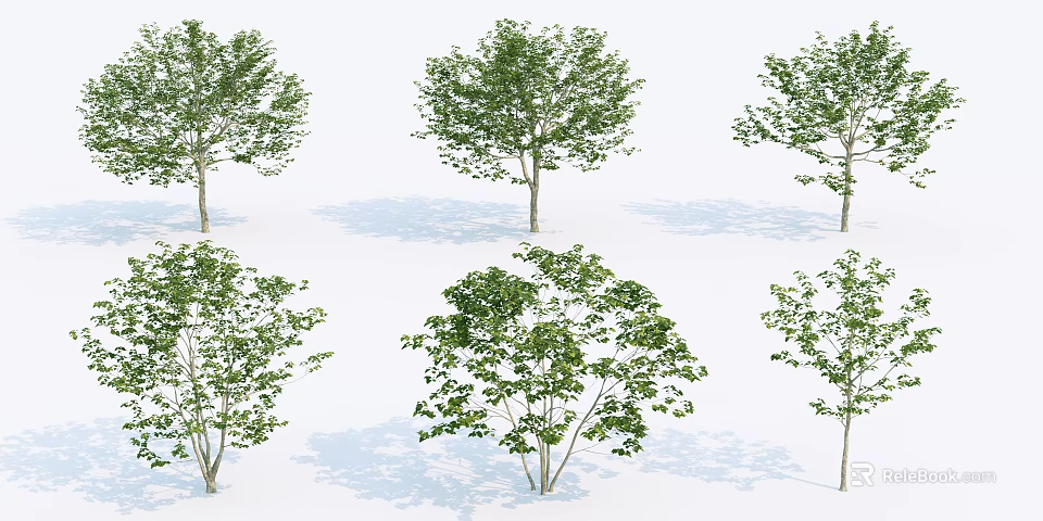 Various Green Leafy Trees with Different Forms Natural Trunks and Shadows 3d model